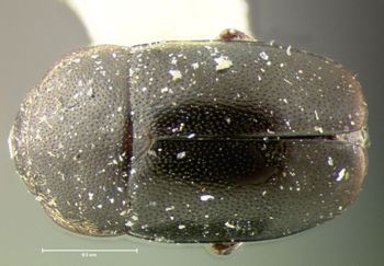 Media type: image;   Entomology 6978 Aspect: habitus dorsal view